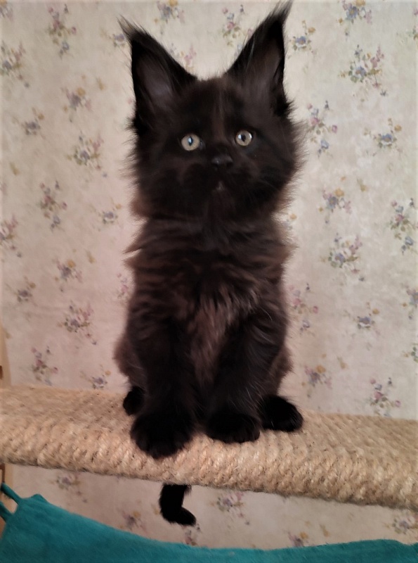 Agat Monterini - Кошеня мейн-кун 1 місяць 3 тижні