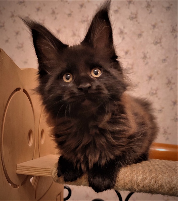 Agat Monterini - Кошеня мейн-кун 2 місяця