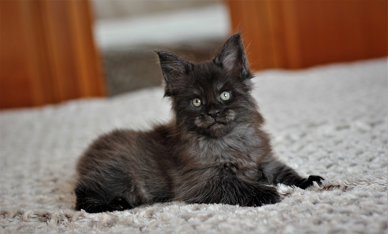 Atass Monterini - Кошеня мейн-кун 1 місяць 1,5 тиждень