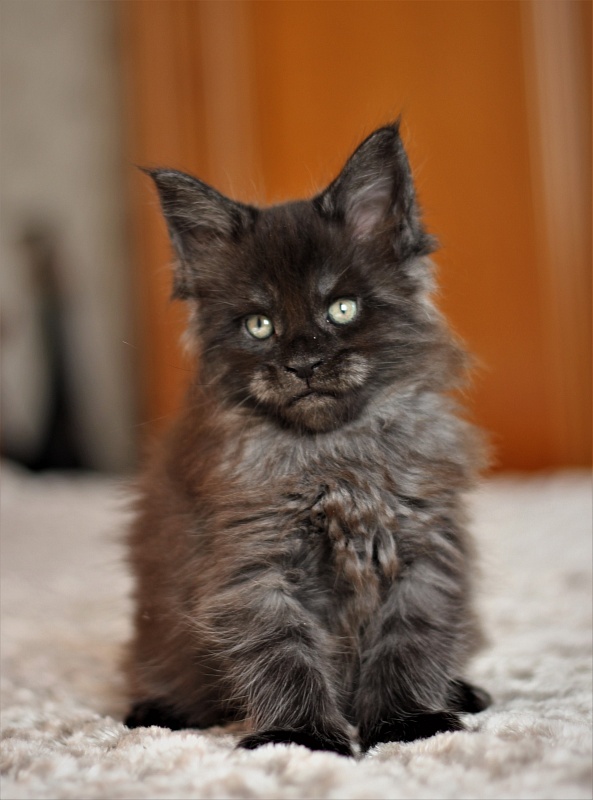 Atass Monterini - Кошеня мейн-кун 1 місяць 1,5 тиждень