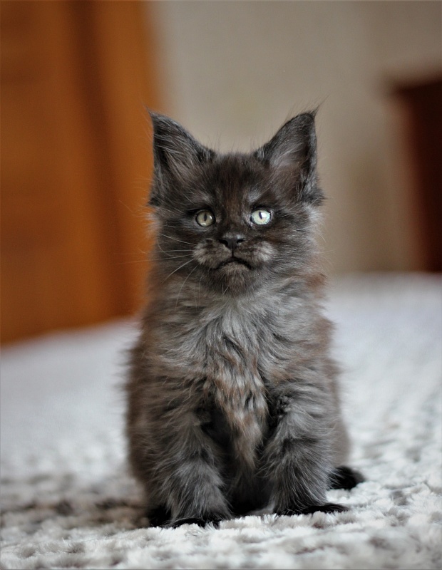 Atass Monterini - Кошеня мейн-кун 1 місяць 1,5 тиждень