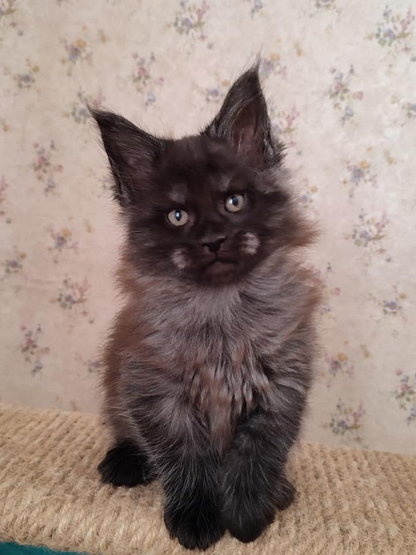 Atass Monterini - мейн-кун