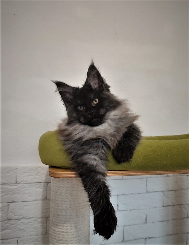 Atass Monterini - Кошеня мейн-кун 2 місяця 3,5 тижні