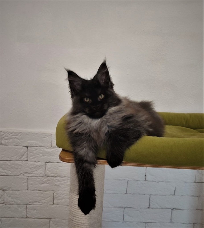 Atass Monterini - Кошеня мейн-кун 2 місяця 3,5 тижні