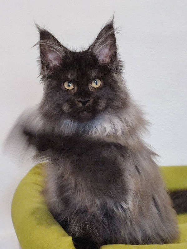 Atass Monterini - Кошеня мейн-кун 3 місяця 3 тижні