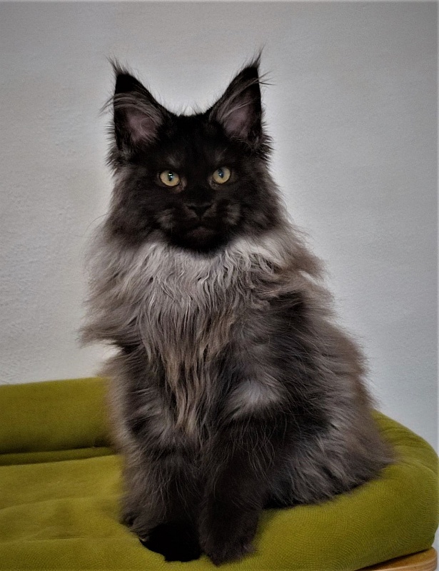 Atass Monterini - Кошеня мейн-кун 3 місяця 3 тижні