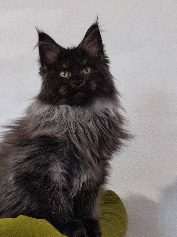 Atass Monterini - Кошеня мейн-кун 3 місяця 3 тижні