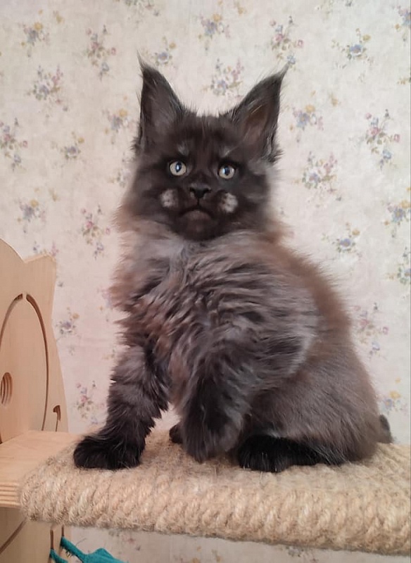 Atass Monterini - мейн-кун