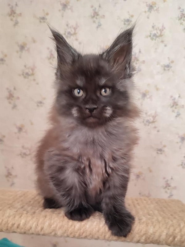 Atass Monterini - мейн-кун