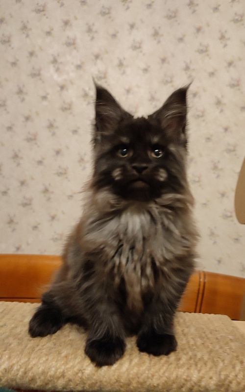 Atass Monterini - Кошеня мейн-кун 2 місяця