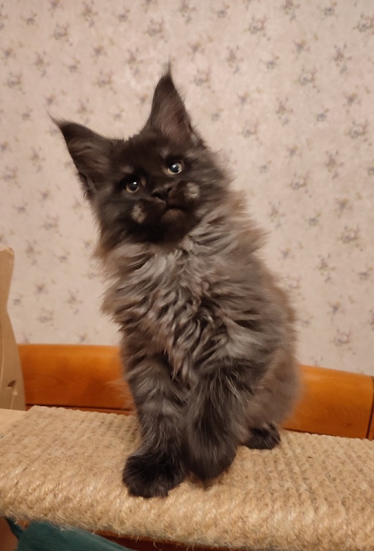 Atass Monterini - Кошеня мейн-кун 2 місяця