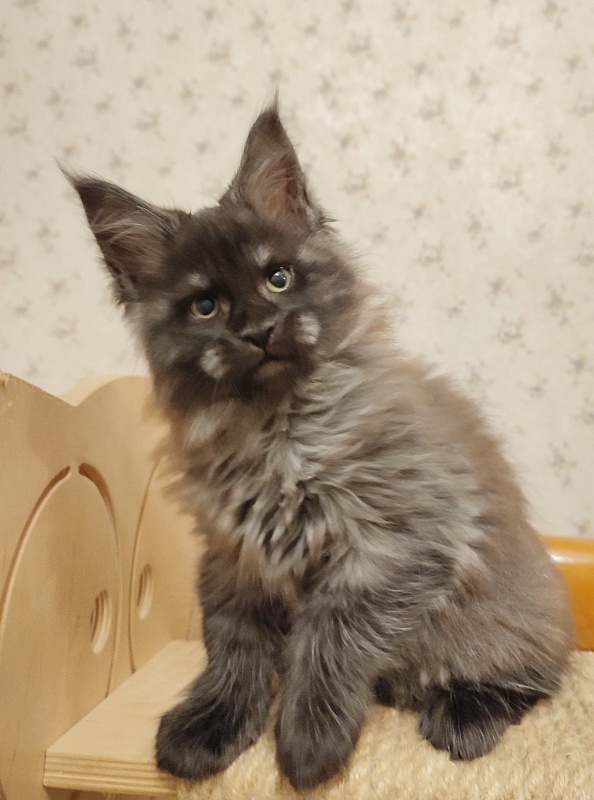 Atass Monterini - Кошеня мейн-кун 2 місяця