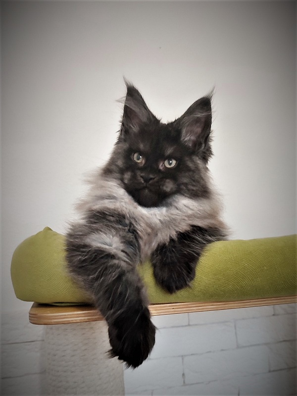 Atass Monterini - Кошеня мейн-кун 2 місяця 3,5 тижні