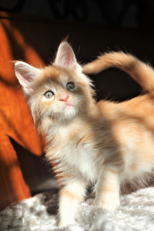 Abrikos Monterini - Кошеня мейн-кун 1 місяць 1,5 тиждень