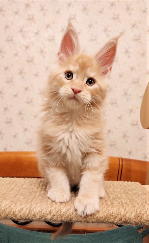 Abrikos Monterini - Кошеня мейн-кун 2 місяця