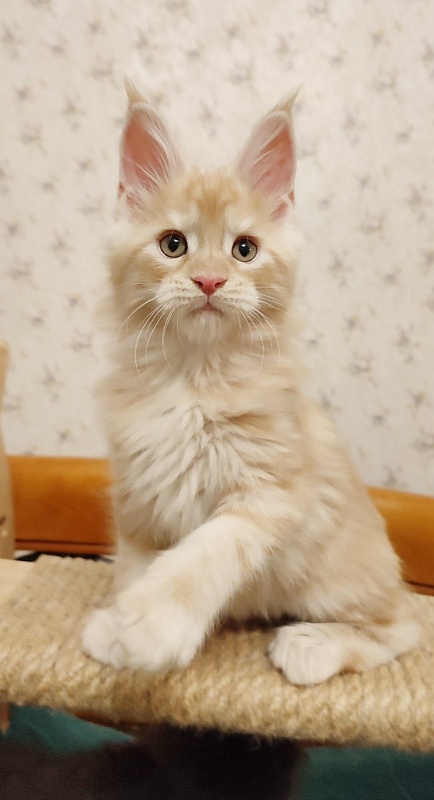 Abrikos Monterini - Кошеня мейн-кун 2 місяця