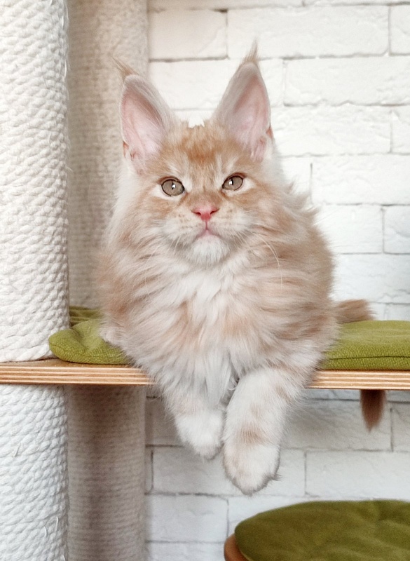 Abrikos Monterini - Кошеня мейн-кун 2 місяця 1,5 тиждень