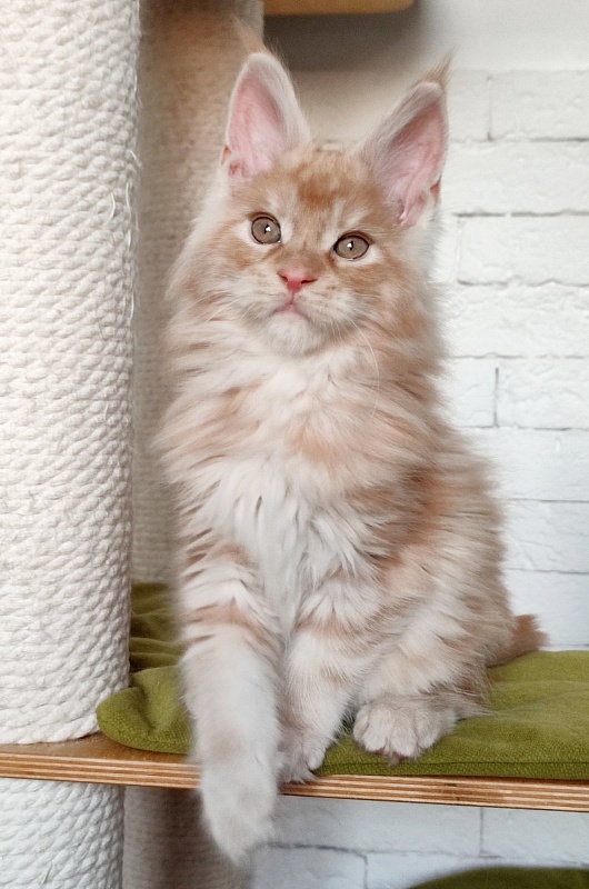 Abrikos Monterini - Кошеня мейн-кун 2 місяця 1,5 тиждень