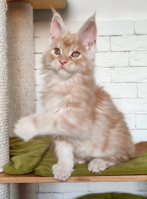 Abrikos Monterini - Кошеня мейн-кун 2 місяця 1,5 тиждень