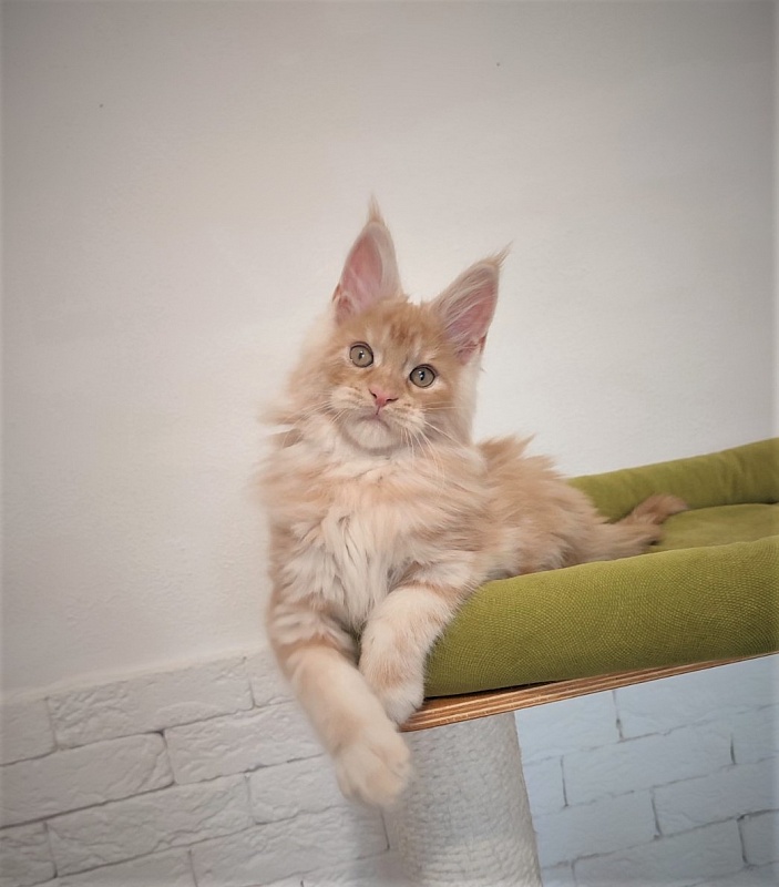 Abrikos Monterini - Кошеня мейн-кун 2 місяця 3,5 тижні