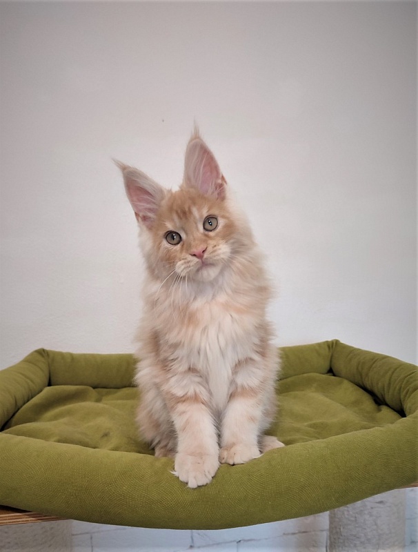 Abrikos Monterini - Кошеня мейн-кун 2 місяця 3,5 тижні