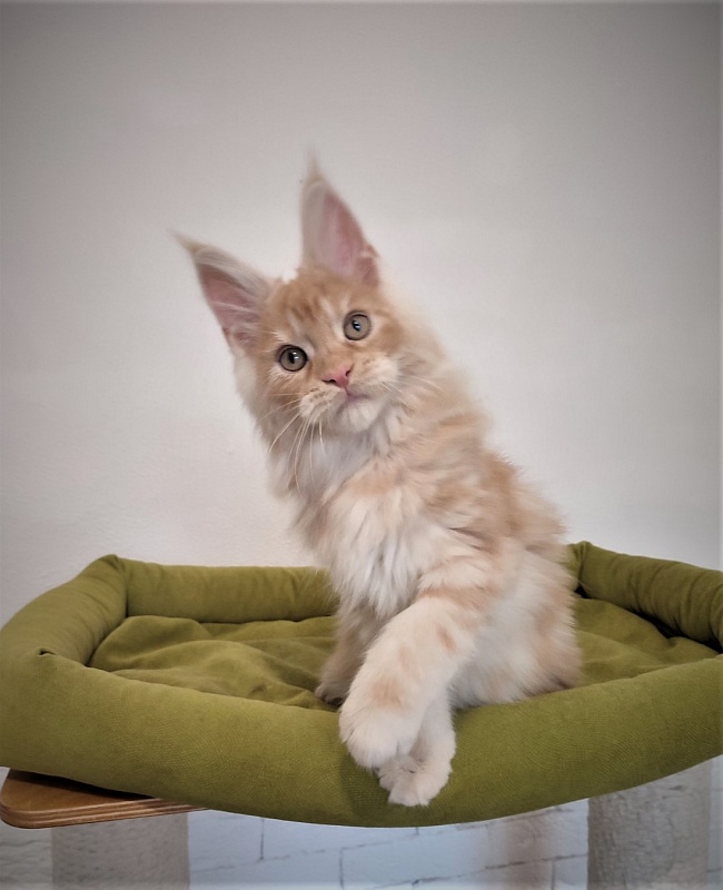 Abrikos Monterini - Кошеня мейн-кун 2 місяця 3,5 тижні