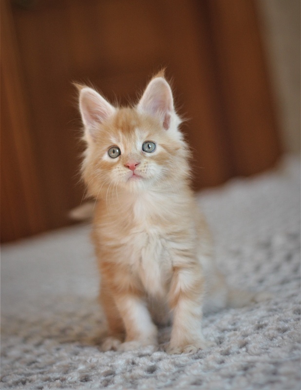 Abrikos Monterini - Кошеня мейн-кун 1 місяць 1,5 тиждень