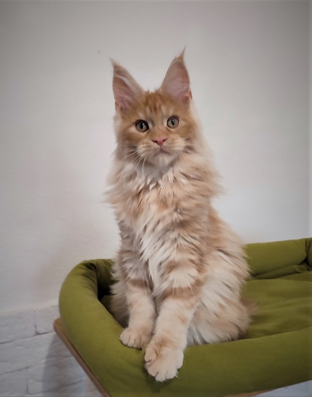 Abrikos Monterini - Кошеня мейн-кун 3 місяця 3 тижні