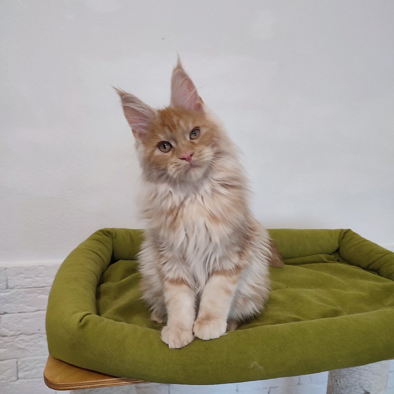 Abrikos Monterini - Кошеня мейн-кун 3 місяця 3 тижні