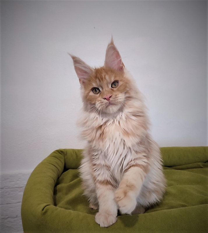 Abrikos Monterini - Кошеня мейн-кун 3 місяця 3 тижні