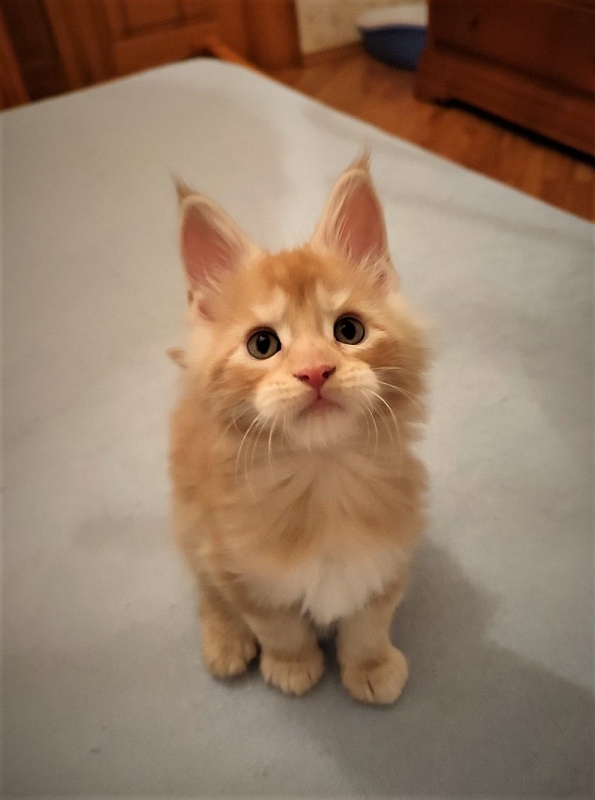 Abrikos Monterini - Кошеня мейн-кун 1 місяць 3 тижні