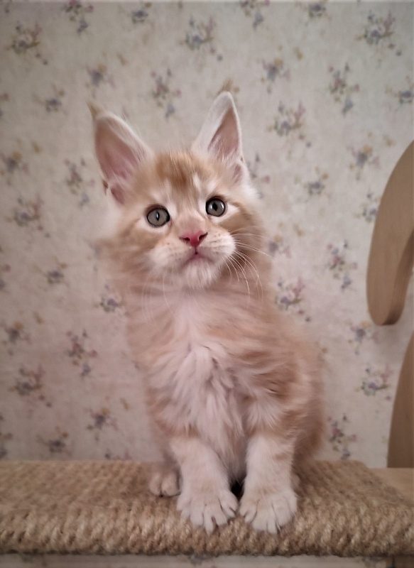 Abrikos Monterini - Кошеня мейн-кун 1 місяць 3 тижні