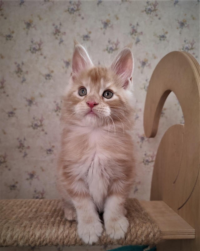 Abrikos Monterini - Кошеня мейн-кун 1 місяць 3 тижні