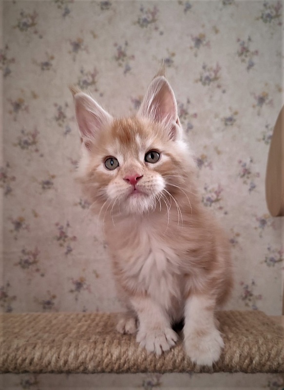 Abrikos Monterini - Кошеня мейн-кун 1 місяць 3 тижні