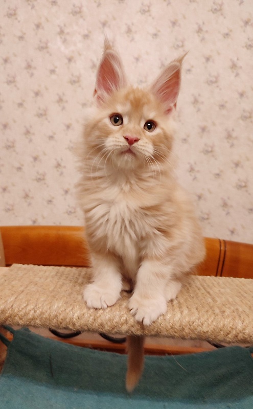 Abrikos Monterini - Кошеня мейн-кун 2 місяця