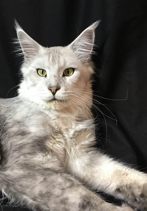 Alwaro Zacco - мейн-кун