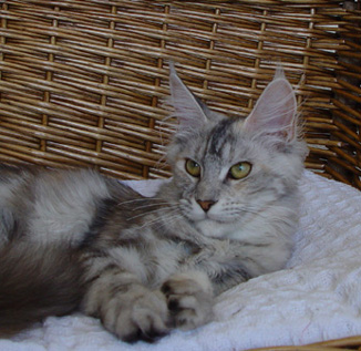 Alwaro Vera Crus - Junior maine-coon 7 months 2 weeks