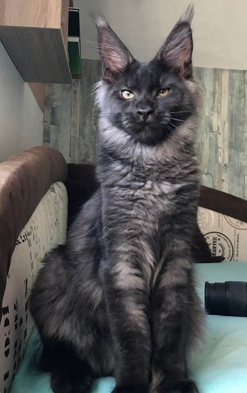 AmazingTigers Magnum - мейн-кун