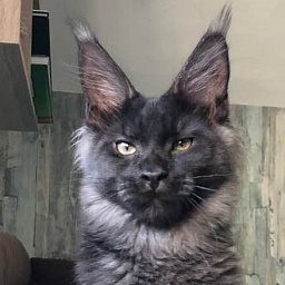 AmazingTigers Magnum