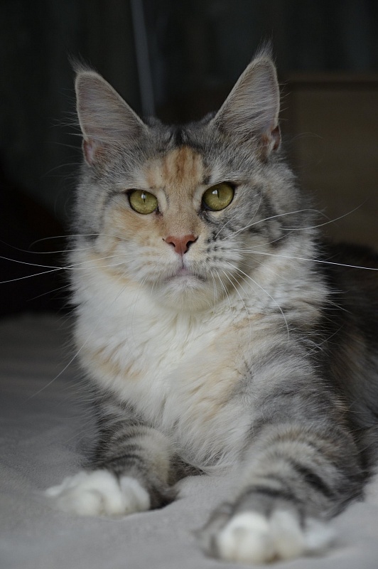 T-Zazov Saltus ze Zahrabske - мейн-кун