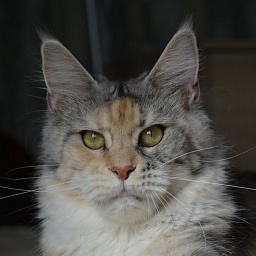 T-Zazov Saltus ze Zahrabske