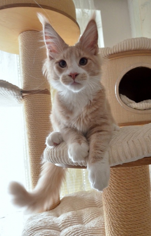 Sitalas Leonardo - maine-coon