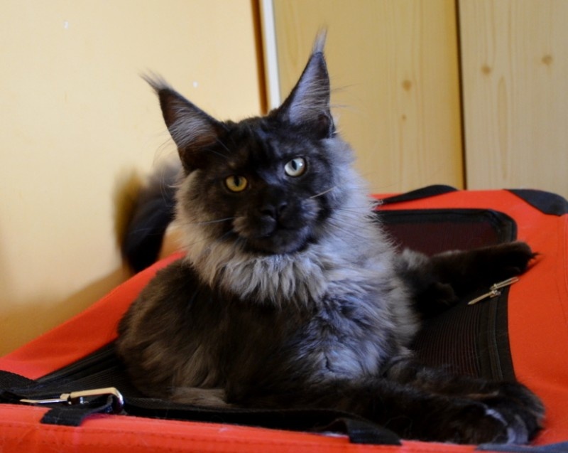 AmazingTigers Happiness4Bugaboo - maine-coon