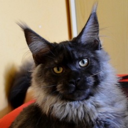 AmazingTigers Happiness4Bugaboo