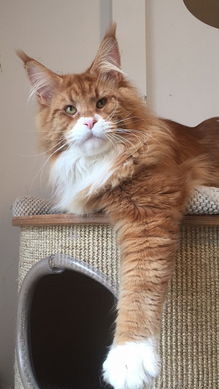 Respectcoon Ole Lukoje - maine-coon 01/14/2017