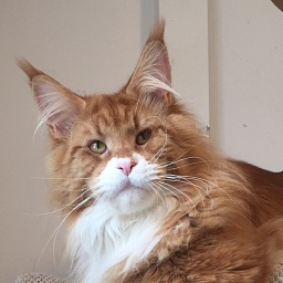 Respectcoon Ole Lukoje