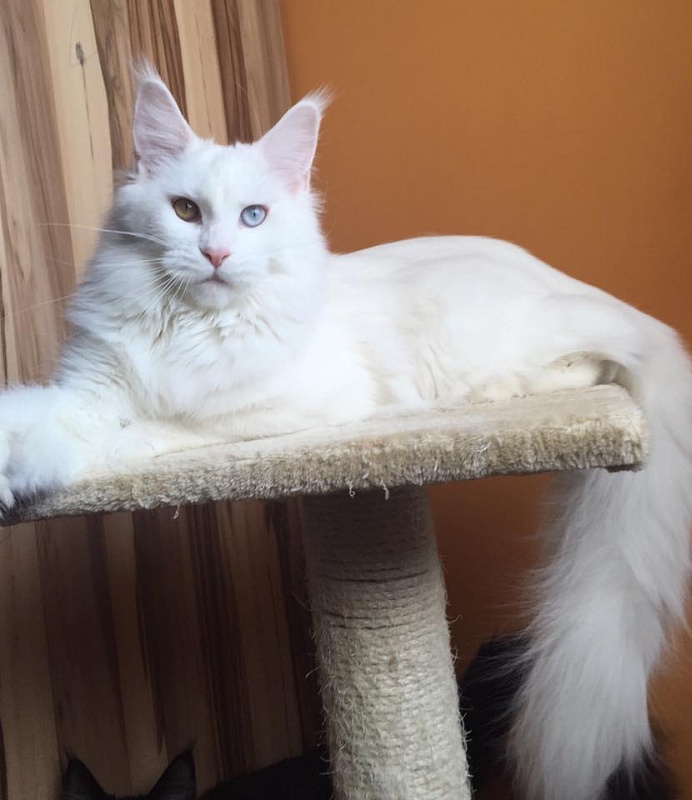 Eva-Markiza Zaphira - maine-coon