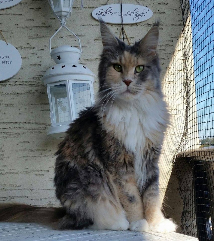 Aloa's Atlantis - мейн-кун