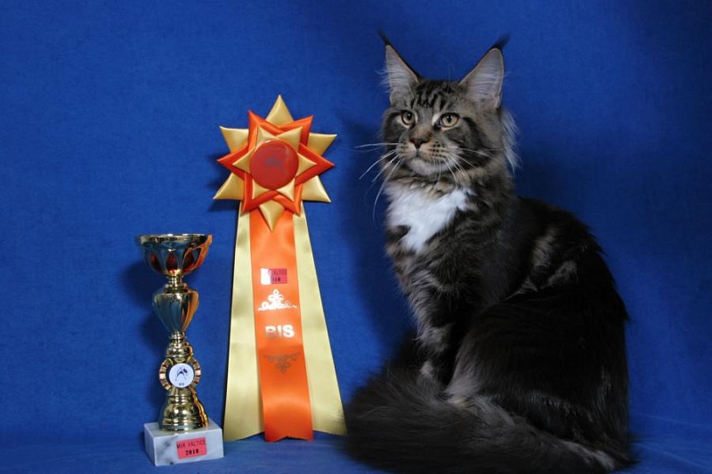 Adonis of Grand Royal - Adult maine-coon 5 years 4 months 4 weeks
