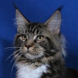 Adonis of Grand Royal